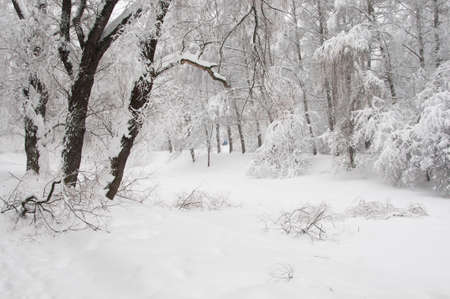 Winter landscape with a pond, Sokolniki park in Moscow, Russiaの写真素材