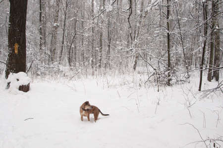 Winter landscape with a park  after snowstormの写真素材