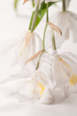 Flowers of Coelogyne cristata orchid, close up shotの写真素材