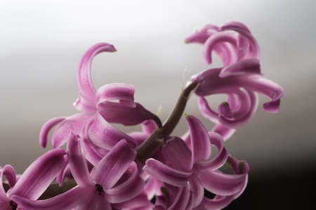 Hyacinth flowers close up shot, local focusの写真素材