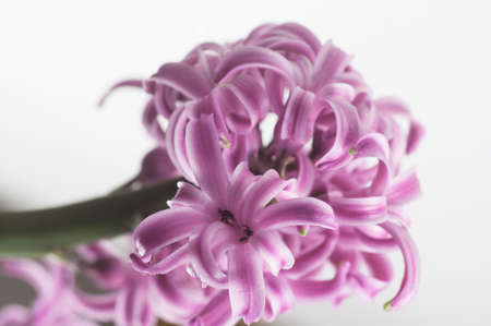 Hyacinth flowers close up shot, local focusの写真素材