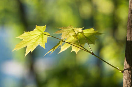 Small sprout on maple trunk, close up shotの写真素材