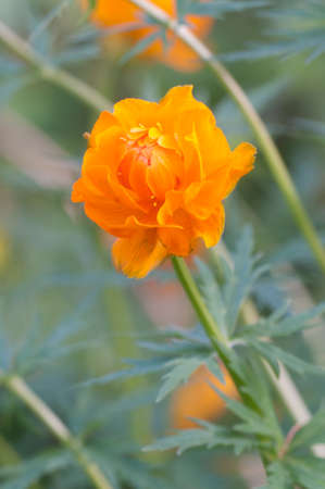 Asian globeflower (Trollius asiaticus) close up shot, local focus