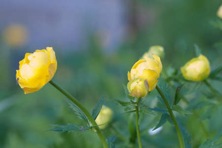 European globeflower (Trollius europaeus) close up shot, local focus