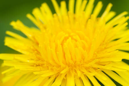 Dandelion flowers in a grass close up shotの写真素材