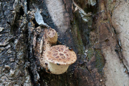 Polyporus squamosus mushroom in the forest, close up shotの写真素材