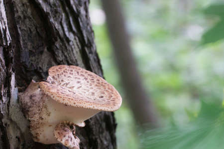 Polyporus squamosus mushroom in the forest, close up shot