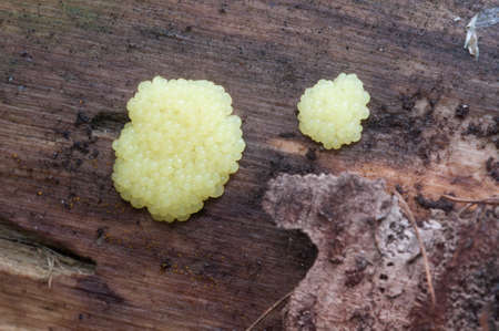 Ceratiomyxa fruticulosa slime mould on an old stump
