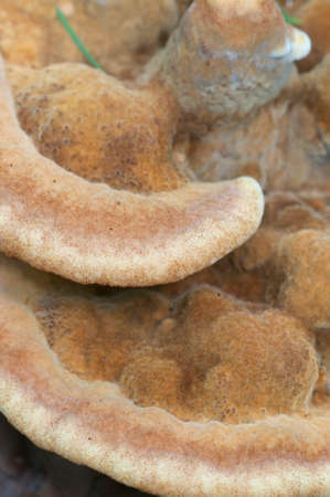 Hydnellum auratile mushroom close up shot local focus