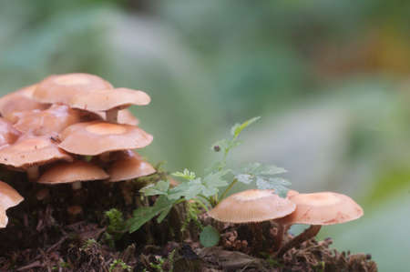 Sheathed woodtuft on an old stump, closeup