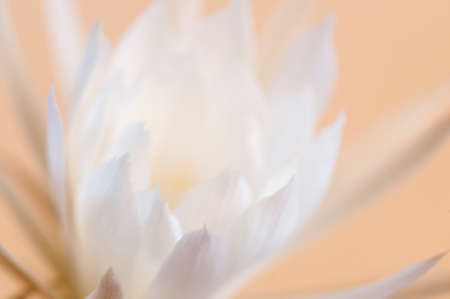 Echinopsis flower on a beige background, close up