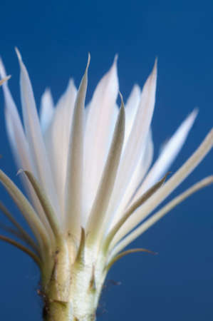 Echinopsis flower on a blue background, close up