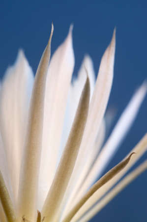 Echinopsis flower on a blue background, close upの写真素材