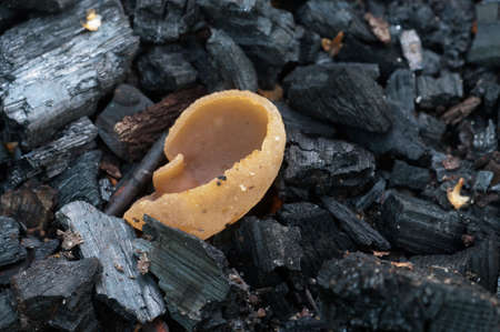 Peziza varia ascomycete fungus on an old campfire, close up shot, local focus