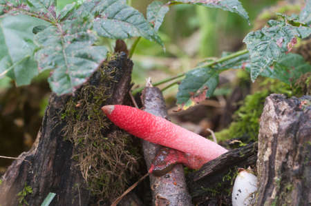 Mushrooms (Mutinus ravenelii) on a forest soil