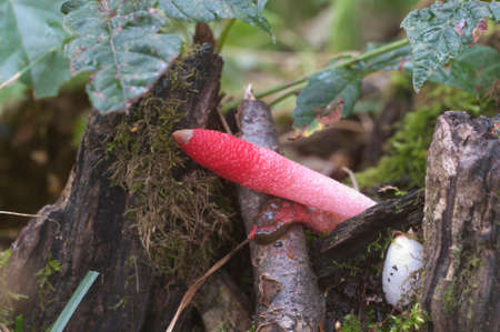 Mushrooms (Mutinus ravenelii) on a forest soilの写真素材