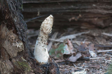 Phallus impudicus (common stinkhorn) mushroom in autumn leaves