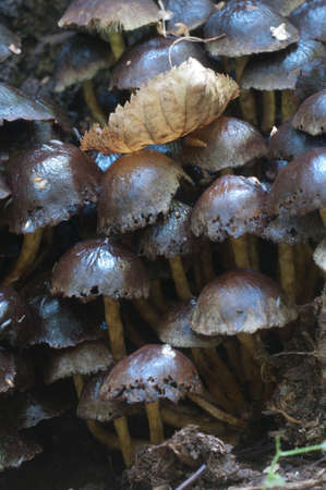 Hypholoma lateritium or brick cap, is considered inedible in Europe and edible in USA and Japan
