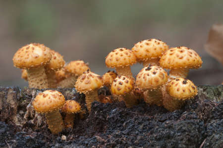 Pholiota aurivella mushroom on an old stumpの写真素材
