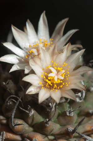 Flowering cactus Turbinicarpus flaviflorus, macro shot, local focusの写真素材