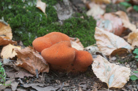 Fistulina hepatica (beefsteak fungus) mushroom, close up shot