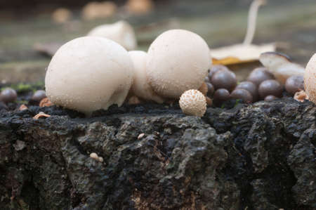 Puffball mushrooms on a stump - Lycoperdon umbrinum in a mossの写真素材