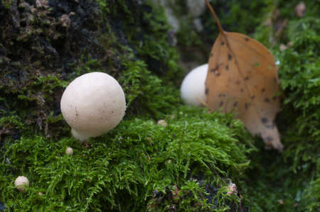 Puffball mushrooms on a stump - Lycoperdon umbrinum in a mossの写真素材