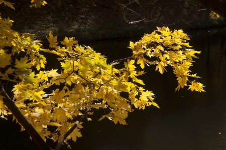 Autumn landscape in Sokolniki park in Moscow, Russiaの写真素材