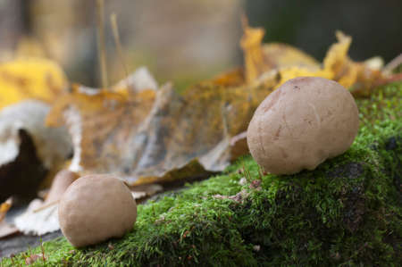 Puffball mushrooms on a stump - Lycoperdon umbrinum in a mossの写真素材