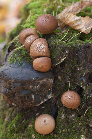 Puffball mushrooms on a stump - Lycoperdon umbrinum in a moss