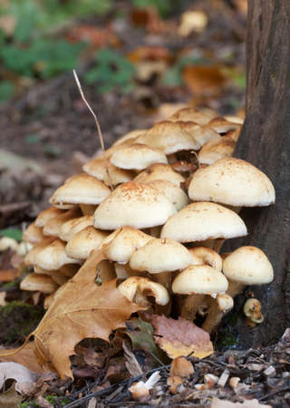 Pholiota alnicola mushrooms on an old stump, close upの写真素材