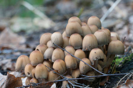 Coprinus micaceus mushroom near the tree, close up