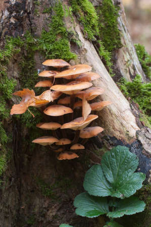Flammulina velutipes mushrooms on an old stump