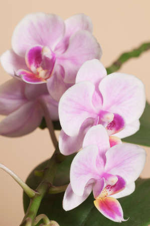 Phalaenopsis orchid flowers on a brown background (butterfly orchid)の写真素材