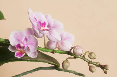 Phalaenopsis orchid flowers on a brown background (butterfly orchid)の写真素材