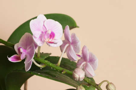 Phalaenopsis orchid flowers on a brown background (butterfly orchid)の写真素材