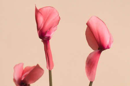 Cyclamen flowers and leaves, close-up shotの写真素材