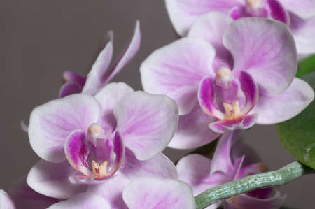 Phalaenopsis orchid flowers on a grey background (butterfly orchid)の写真素材