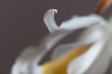 Flower of Coelogyne cristata orchid, close up shotの写真素材