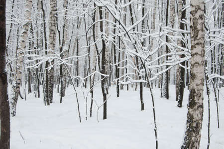 Winter landscape with a park  after snowstormの写真素材