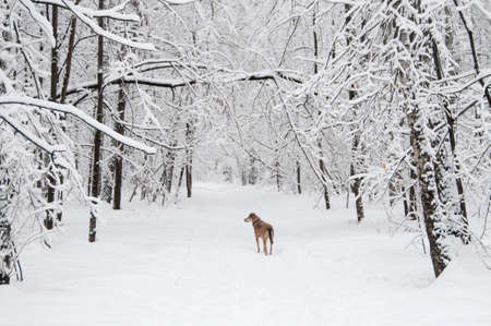 Winter landscape with a park  after snowstormの写真素材