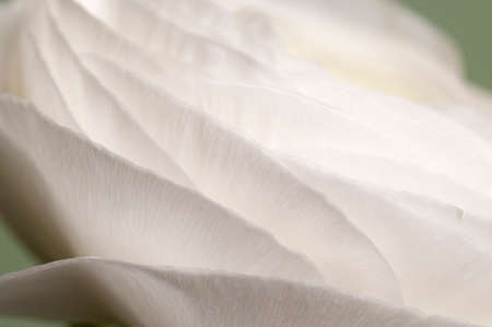 Ranunculus flower over green background, closeup