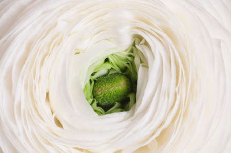 Ranunculus flower over green background, closeupの写真素材