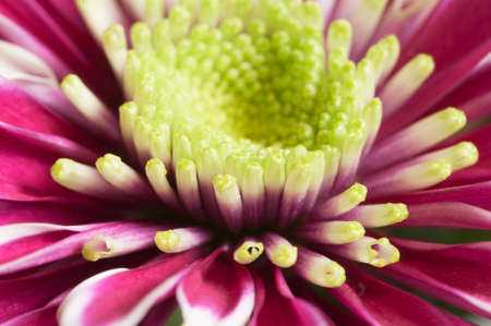 Daisy flowers, close up shot, local focusの写真素材