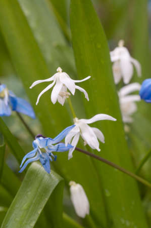 Siberian squill (Scilla siberica) flowers, close up shot, local focus
