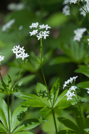 Galium odoratum flowers over green background, closeupの写真素材