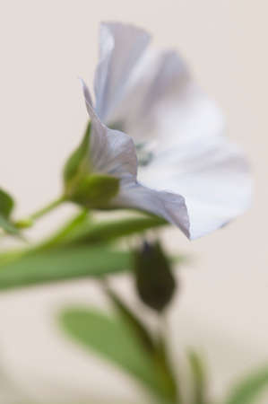 Flax (Linum usitatissimum) flowers over light background, close up shot, local focusの写真素材