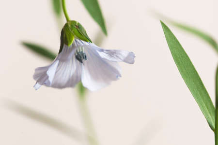 Flax (Linum usitatissimum) flowers over light background, close up shot, local focusの写真素材