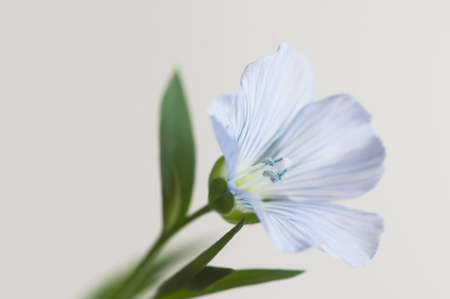 Flax (Linum usitatissimum) flowers over light background, close up shot, local focusの写真素材