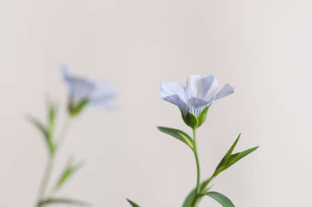 Flax (Linum usitatissimum) flowers over light background, close up shot, local focusの写真素材